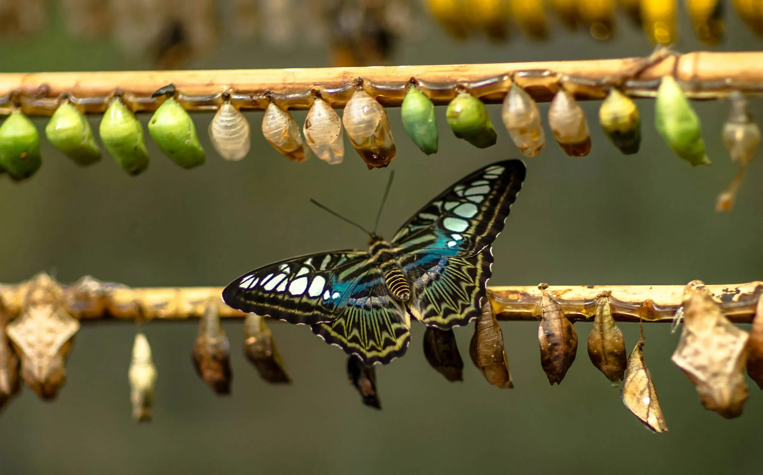 Schmetterling neben Puppen an einem Zweig